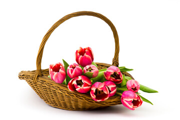 Fototapeta na wymiar red tulips in a basket