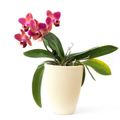 Beautiful colorful orchid in a pot - phalaenopsis