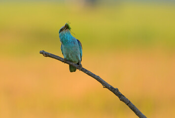 Fototapeta premium European roller - coracias garrulus colorful exotic bird