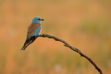 Naklejka premium European roller - coracias garrulus colorful exotic bird