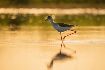 Black-winged stilt - himantopus himantopus wading in the water, red legs black and white wader