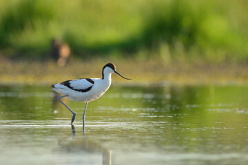 Pied avocet - Recurvirostra avosetta in the water