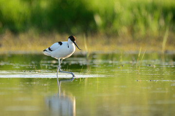 Pied avocet - Recurvirostra avosetta in the water
