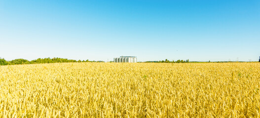 Grain storage silos system,golden wheat field under a summer blue clear sky.Banner,advertisement,promotion. © ARVD73