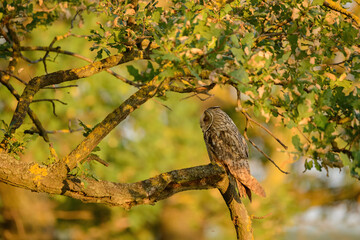 Long-eared owl - Asio otus perching on tree