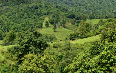 Green nature beautiful Landscape in forest Thailand
