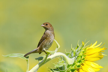 Female Indigo Bunting perched on a sunflower