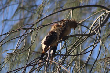 Ave litoral sul Brasil