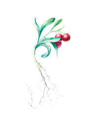 Berries plant botanical illustration hand painted with watercolor.