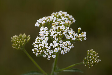 Yarrow flower. Yarrow (Achillea). Medicine. Selective focus.