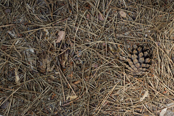 Soil in a coniferous forest. The ground is strewn with coniferous needles and cones.