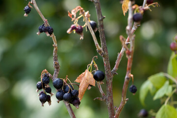 Blackcurrant berries wither and dry out. Black currant. Berries of black currant on a branch.