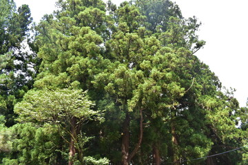 群馬県　吾妻郡　一宮神社　隠れた名所周辺の風景