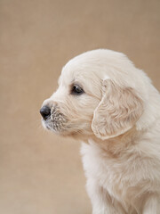sweet puppies on a beige background. Golden Retriever in the studio. cute dog