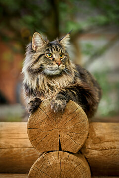 Large beautiful Maine Coon cat on the log and looking at the camera