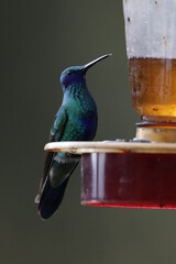 Maravillosos pájaros. Colibrís de hermosos colores.