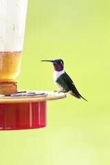Maravillosos pájaros. Colibrís de hermosos colores.