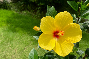 大きな黄色いハイビスカス