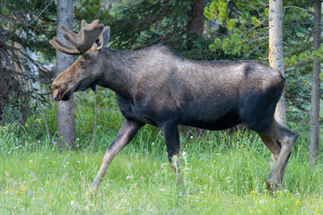 Fototapeta premium Moose in the Colorado Rocky Mountains