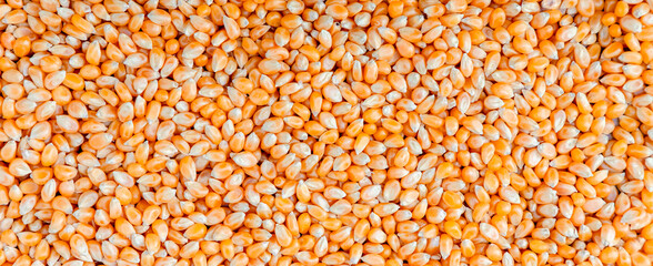 Spread yellow corn kernels Background. Corn texture lots of corns or maize as background. dry corn...