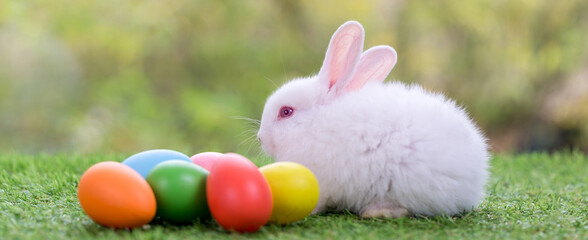 Adorable and cute new born rabbit. baby cute rabbit or new born adorable bunny. Easter Bunny. - obrazy, fototapety, plakaty