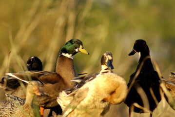 Flock of ducks by Inle Lake in Nyaungshwe, Myanmar