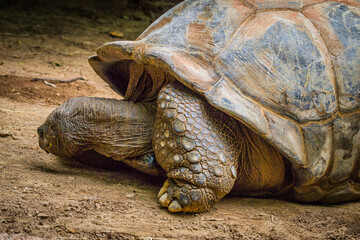 turtle on the ground