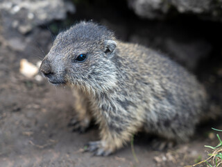 Naklejka na ściany i meble Amazing close-up of a young marmot outside his burrow