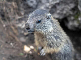 Amazing close-up of a young marmot outside his burrow