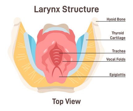 Larynx anatomy. Anterior trachea parts. Cartilaginous skeleton