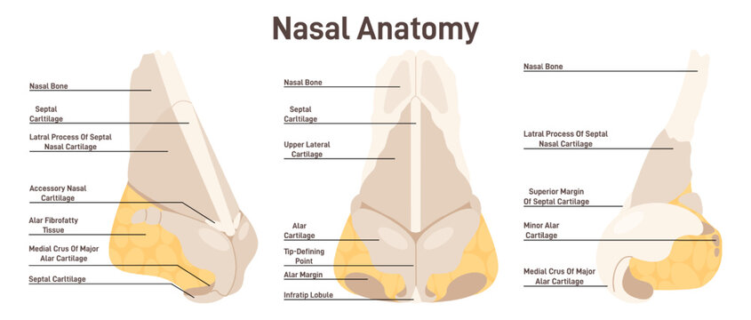 Nasal anatomy. Bones and cartilages structure of human nose