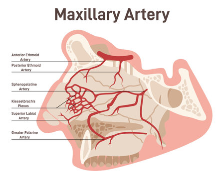 Head and face circulatory system. Anatomical diagram of maxillary artery