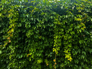 Wall of beautiful bright green grape leaves