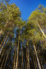 Fototapeta premium trees in the park