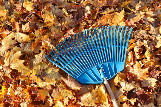 Garden leaf rake on surface of fallen maple leaves on autumn sunny day