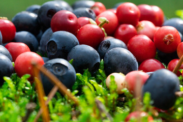 Wild berries on a green vegetative background in wood.