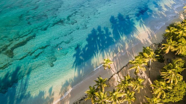 Trees shadow on the water
