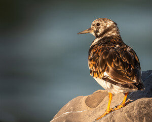 Ruddy turnstone