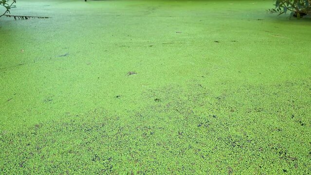 A swamp overgrown with duckweed in a deep forest. A pond in a dense deep forest is overgrown with duckweed. Wild untouched nature. Camera movement.