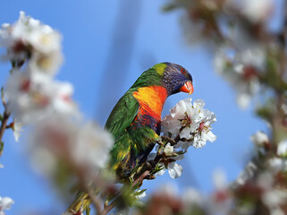 A bright multi-colored lorikeet parrot sits on a branch of an almond tree with white flowers against a blue sky, close-up