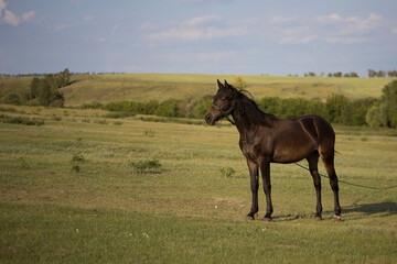 Fototapeta premium A young beautiful lonely horse of a dark bay color grazes and walks in a green meadow on a sunny day