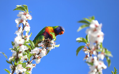A bright multi-colored lorikeet parrot sits on a branch of an almond tree with white flowers against a blue sky