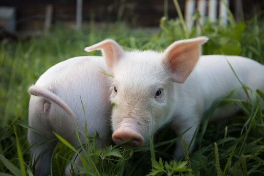 Two white cute pigs walk on the green grass and look at the camera and study everything around.