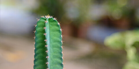 Cactus on natural light with bokeh blurred background.
