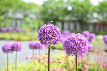 北海道に咲いているアリウム