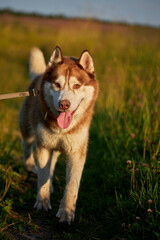 Happy smiling face of a red husky dog close-up