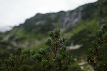 pine tree in the mountains