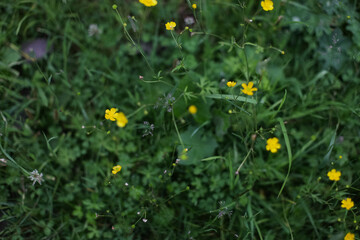 field of dandelions