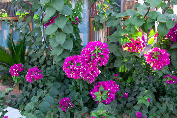 Fototapeta na wymiar Bougainvillea glabra. Bright pink magenta bougainvillea glabra bush. Blooming bougainvillea flowers background. Selective focus.