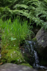 water flowing in the forest